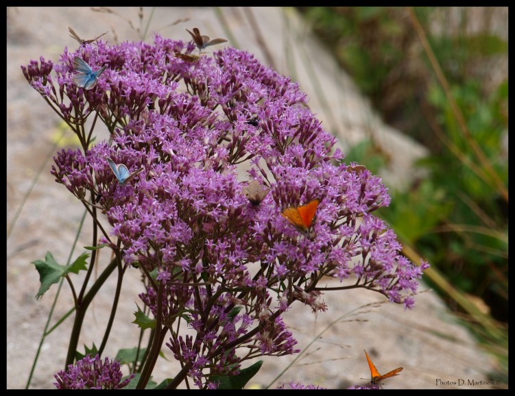 Wallpapers Animals Insects - Butterflies Sur une Fleur