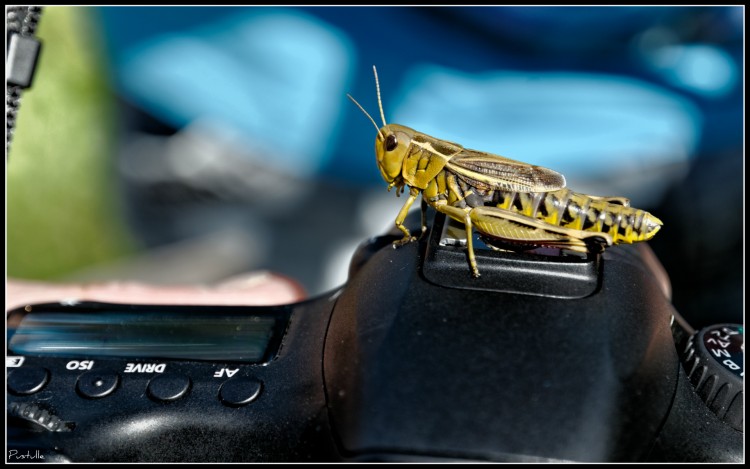 Wallpapers Animals Insects - Grasshoppers and Locusts Ne pas dclencher le flash.....:-)