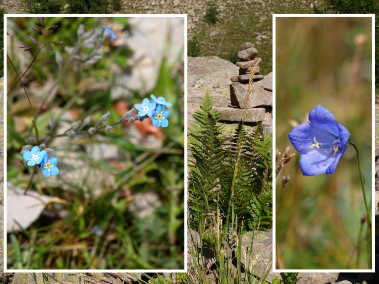 Fonds d'cran Nature Fleurs Duo