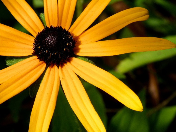 Fonds d'cran Nature Fleurs Fleur d't