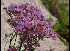 Fonds d'cran Animaux Sur une Fleur