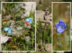 Fonds d'cran Nature Duo