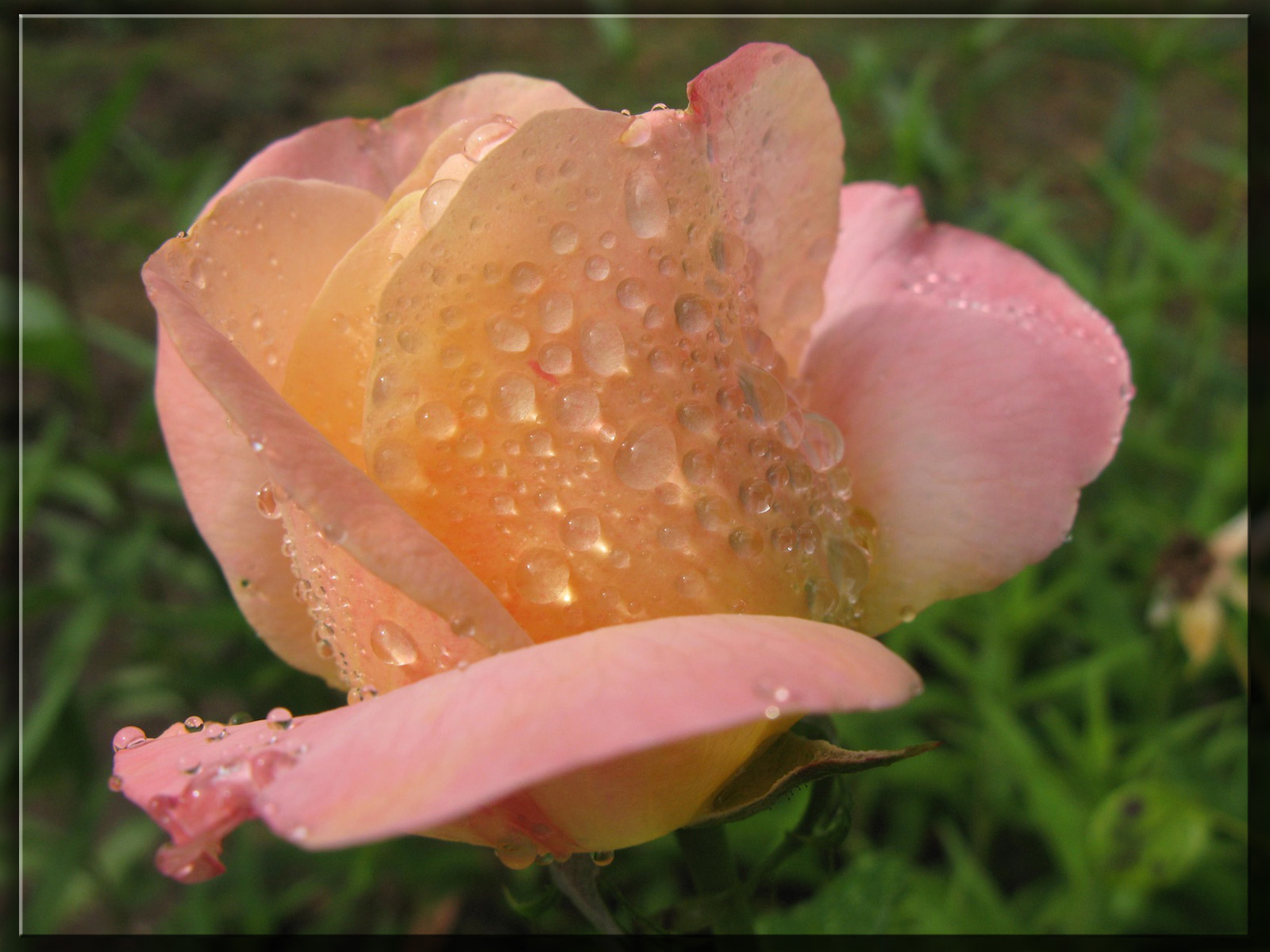 Wallpapers Nature Flowers Rose et rose