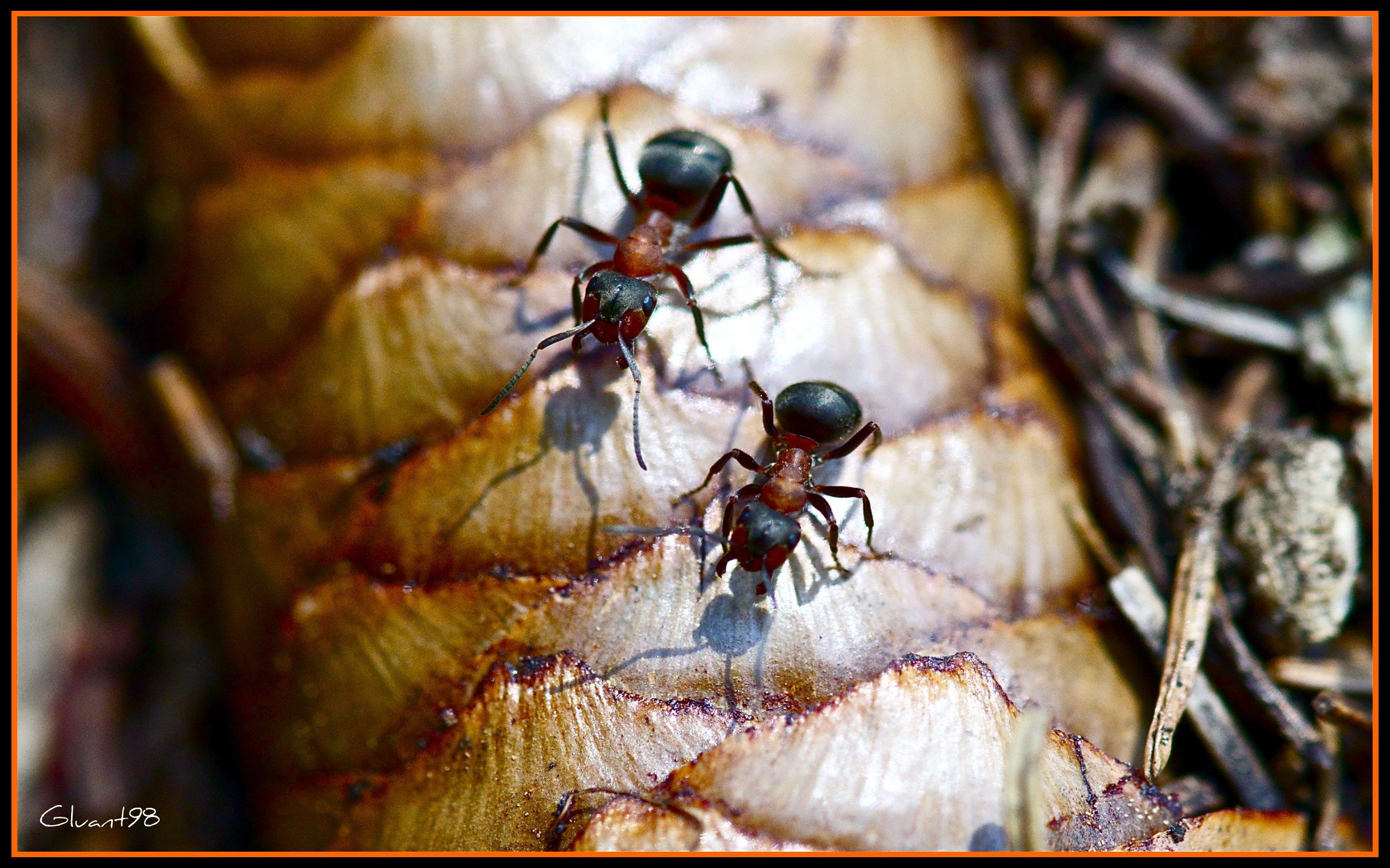 Fonds d'cran Animaux Insectes - Fourmis Nous sommes des dieux