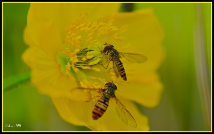 Fonds d'cran Animaux Insectes - Abeilles Gupes ... Fil d'attente