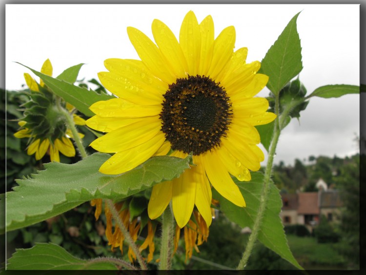 Wallpapers Nature Flowers Tournesol