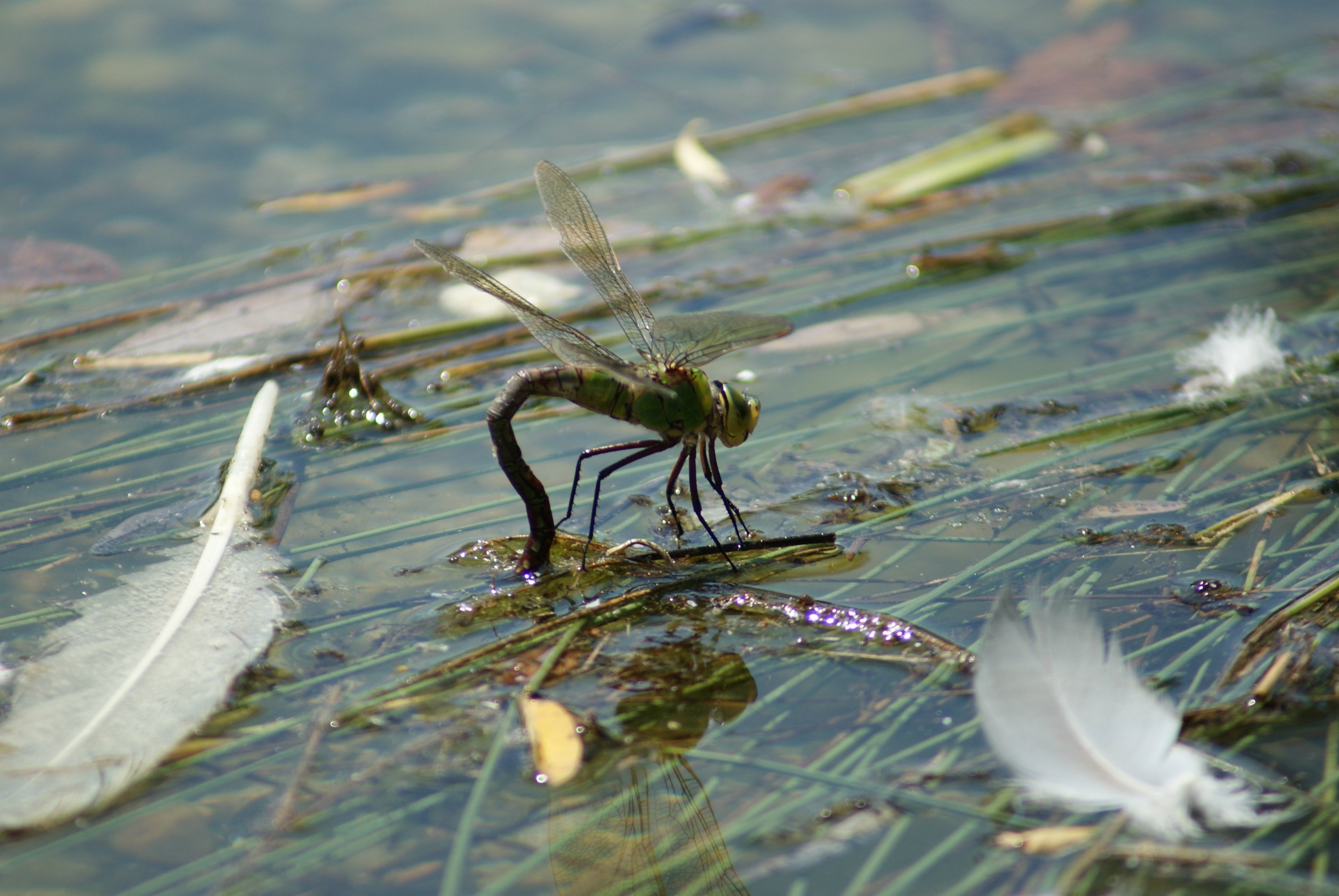 Fonds d'cran Animaux Insectes - Libellules La petite pose d'une Libellule