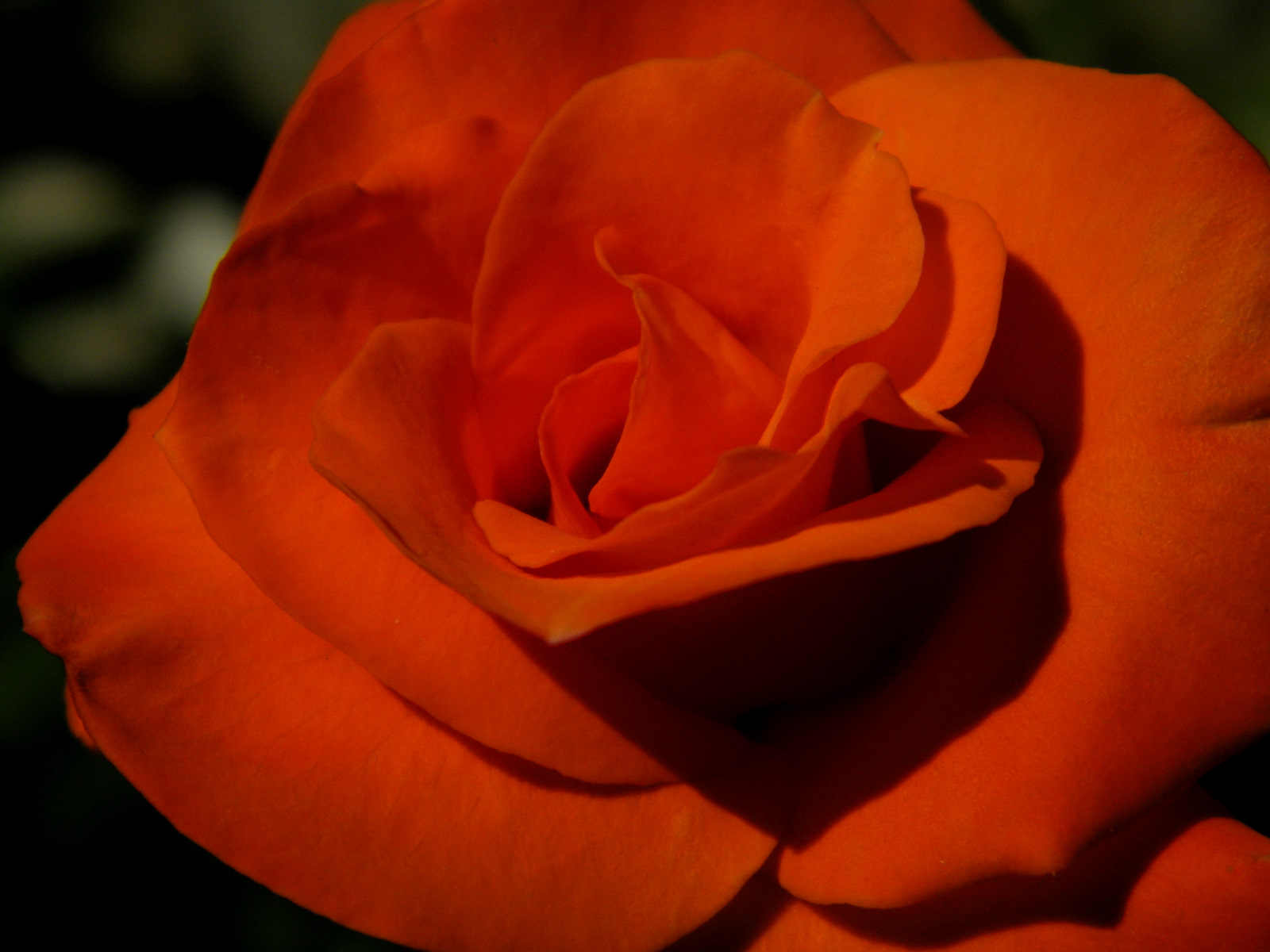 Wallpapers Nature Flowers rose orange