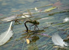 Wallpapers Animals La petite pose d'une Libellule