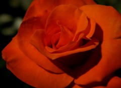 Wallpapers Nature rose orange