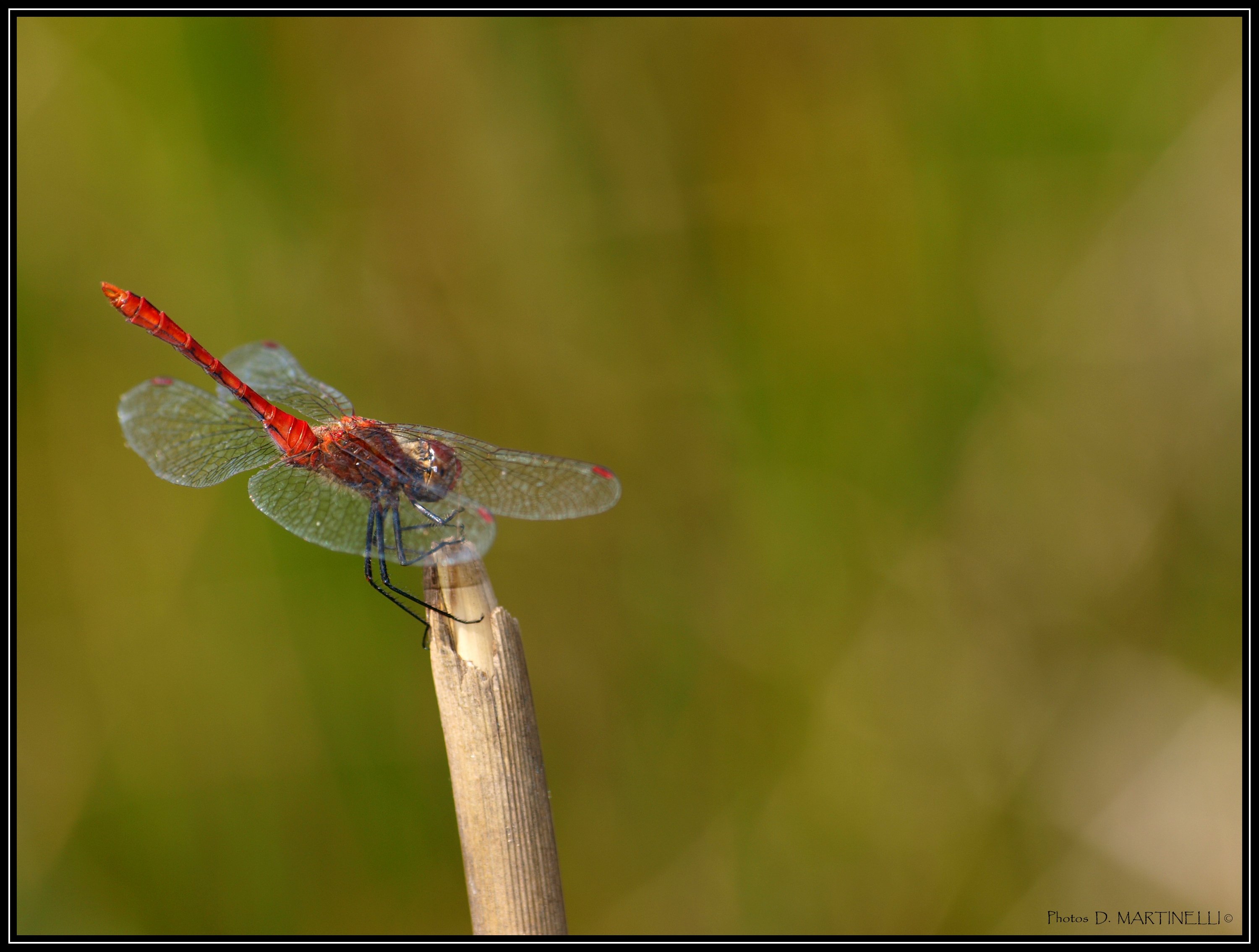 Fonds d'cran Animaux Insectes - Libellules Libellule rouge