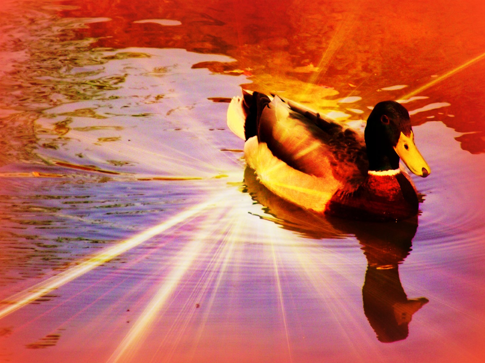 Wallpapers Animals Birds - Ducks 