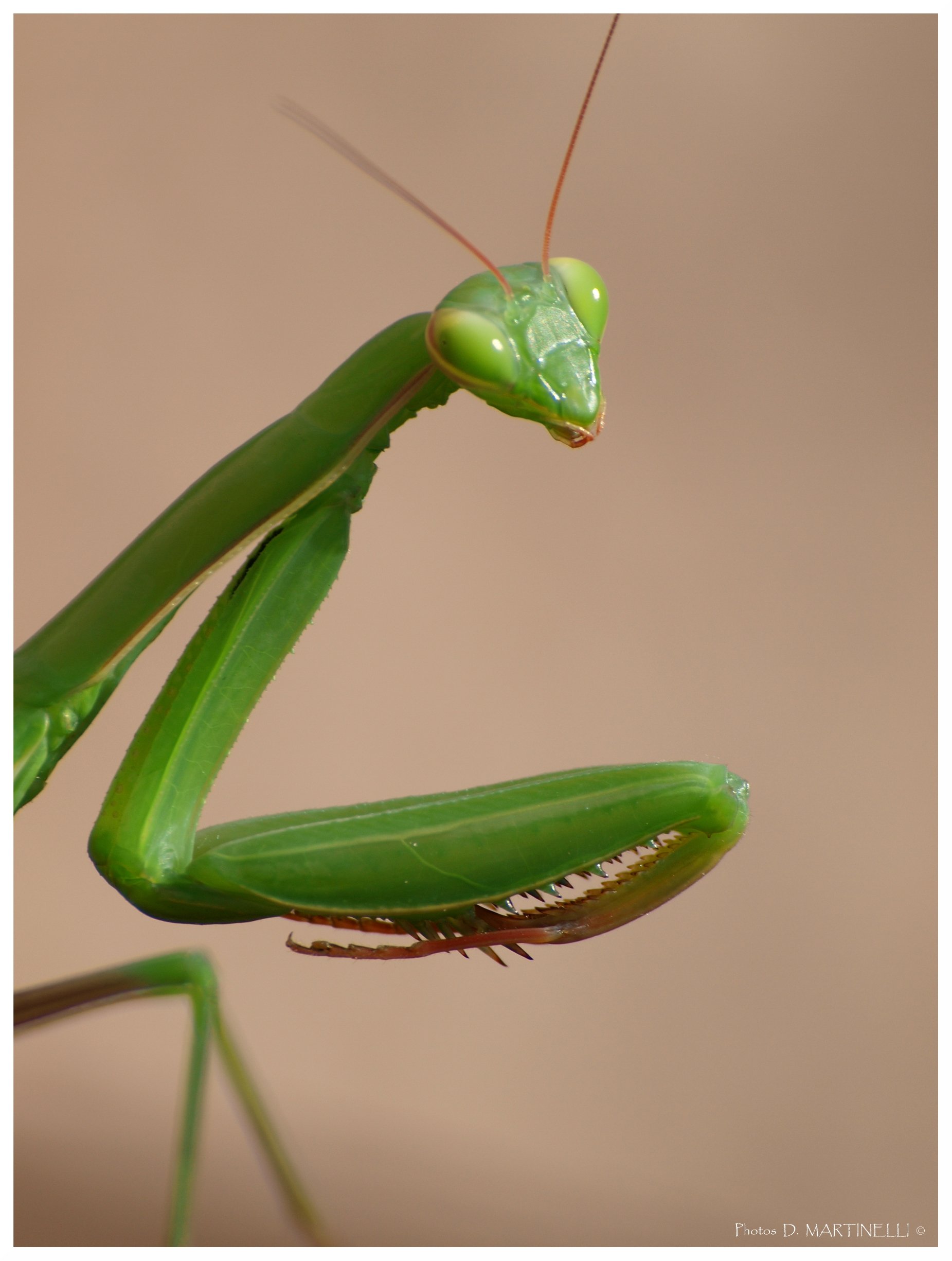 Fonds d'cran Animaux Insectes - Mantes religieuses Mante