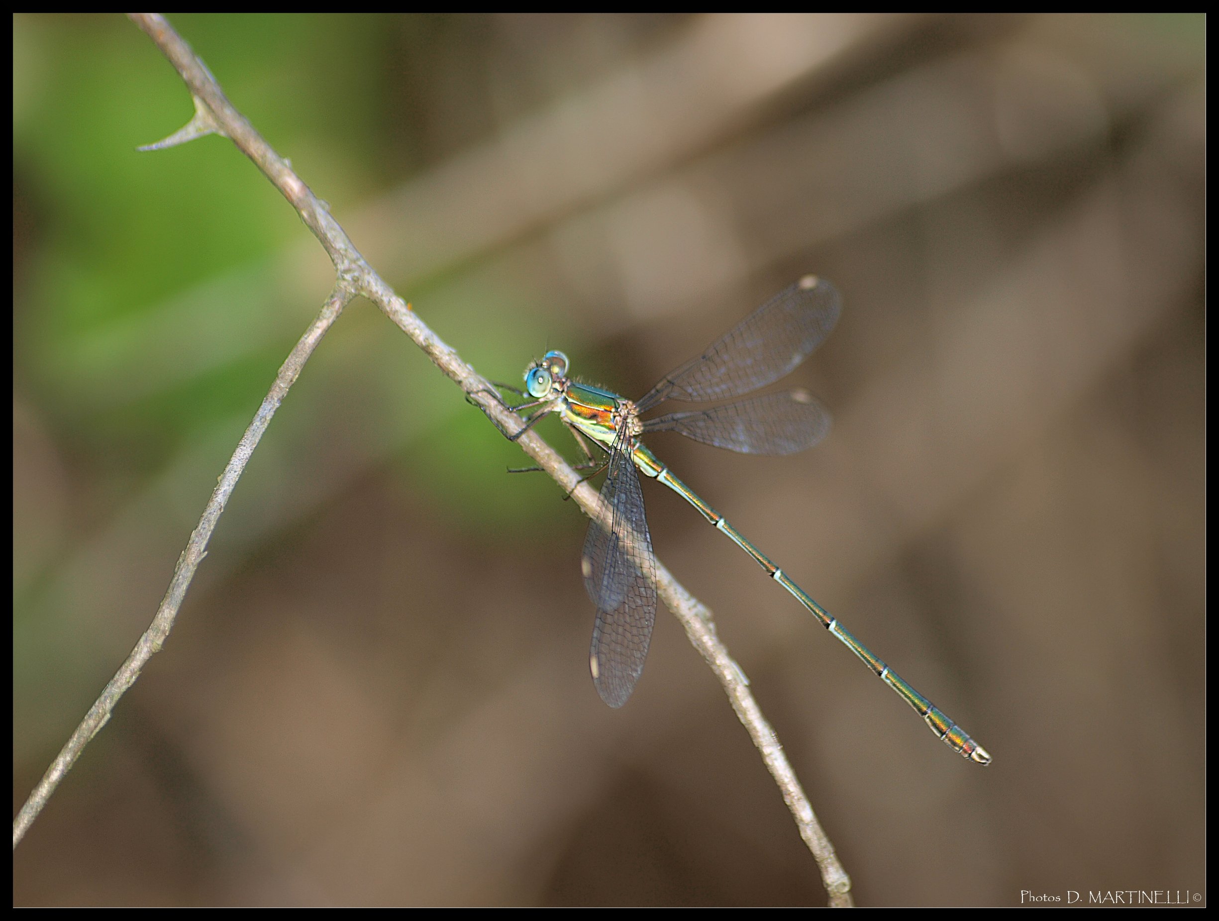 Fonds d'cran Animaux Insectes - Libellules Libellule