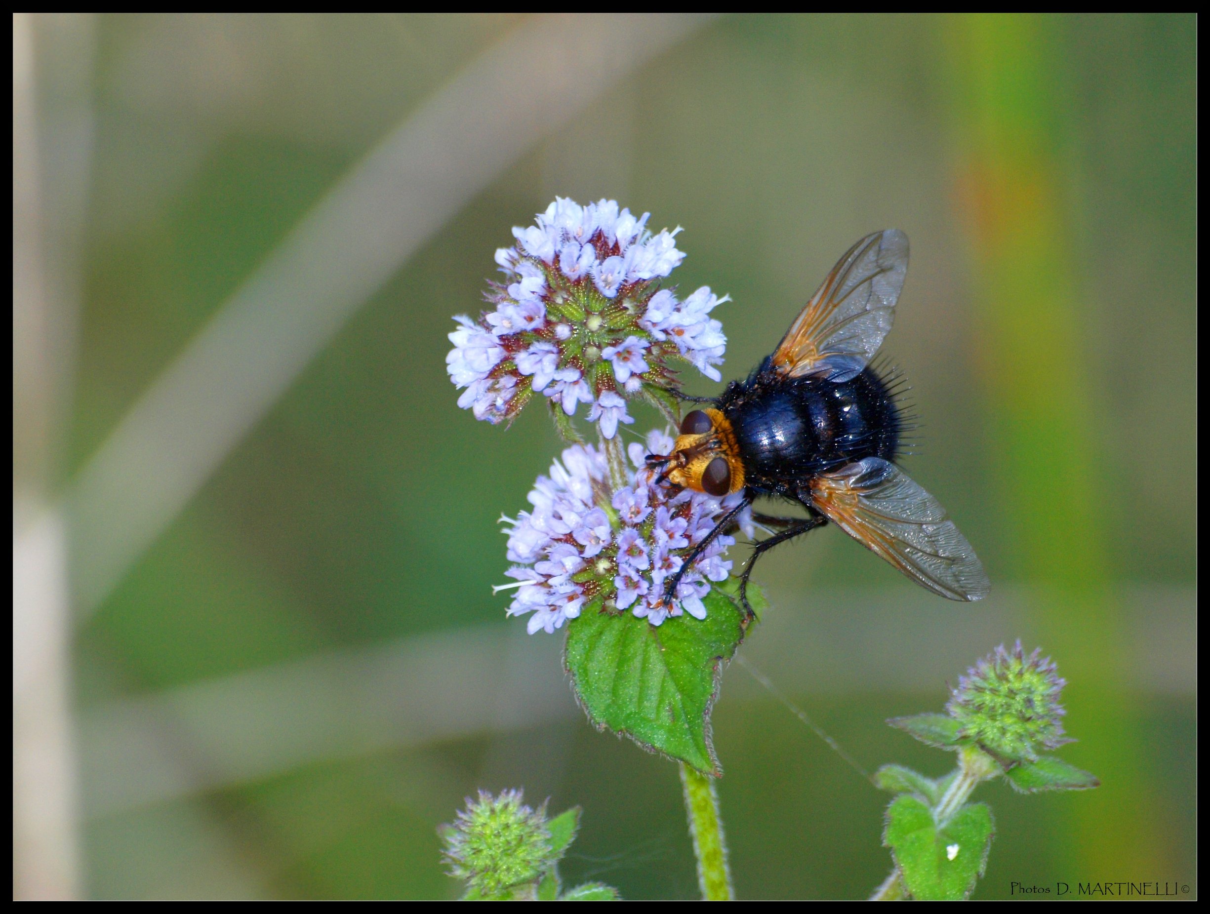 Wallpapers Animals Insects - Flies Mouche de la menthe