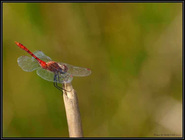 Wallpapers Animals Insects - Dragonflies Libellule rouge