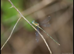 Fonds d'cran Animaux Libellule