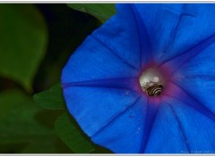 Fonds d'cran Animaux Abeille dans une Ipome