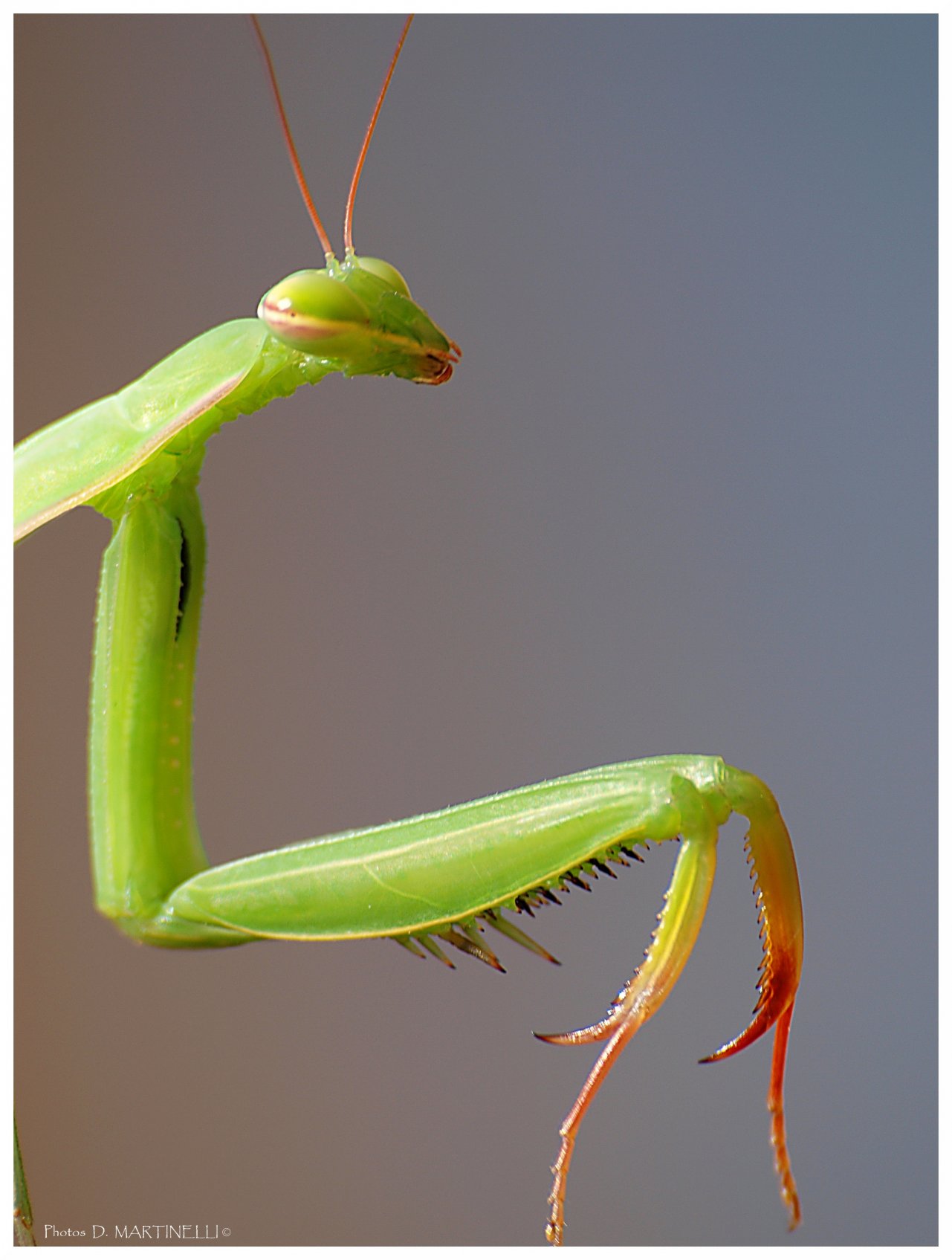 Fonds d'cran Animaux Insectes - Mantes religieuses Mante religieuse