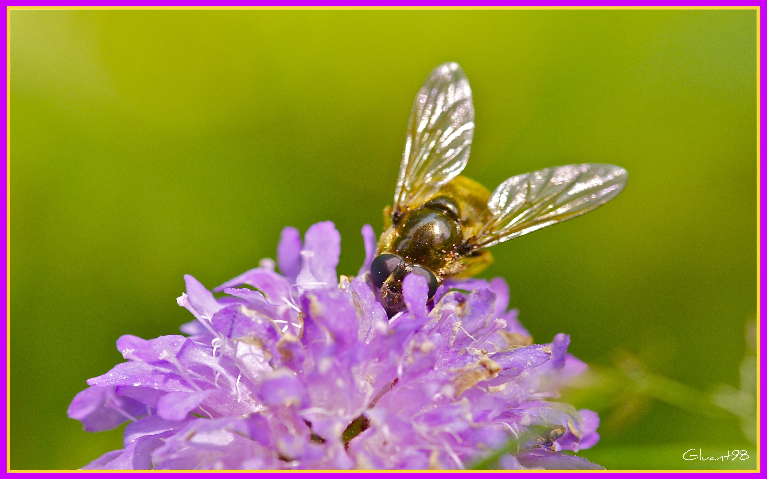 Fonds d'cran Animaux Insectes - Abeilles Gupes ... On me voit pas !!!