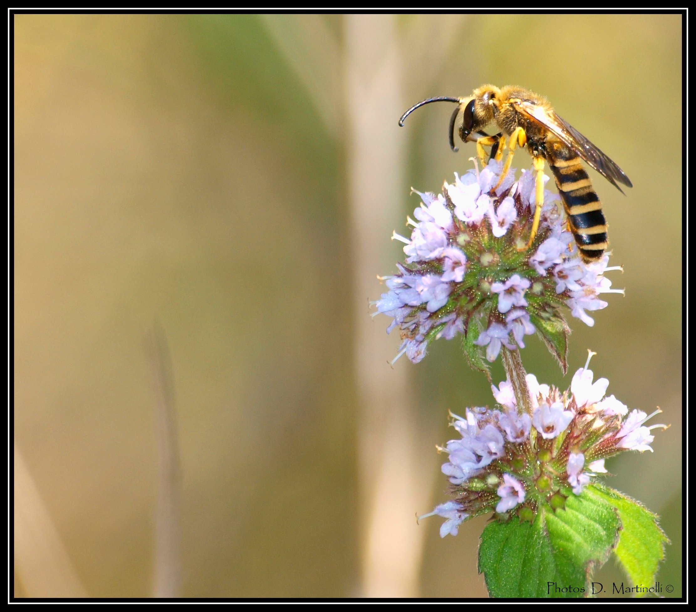 Fonds d'cran Animaux Insectes - Abeilles Guêpes ... Guêpe