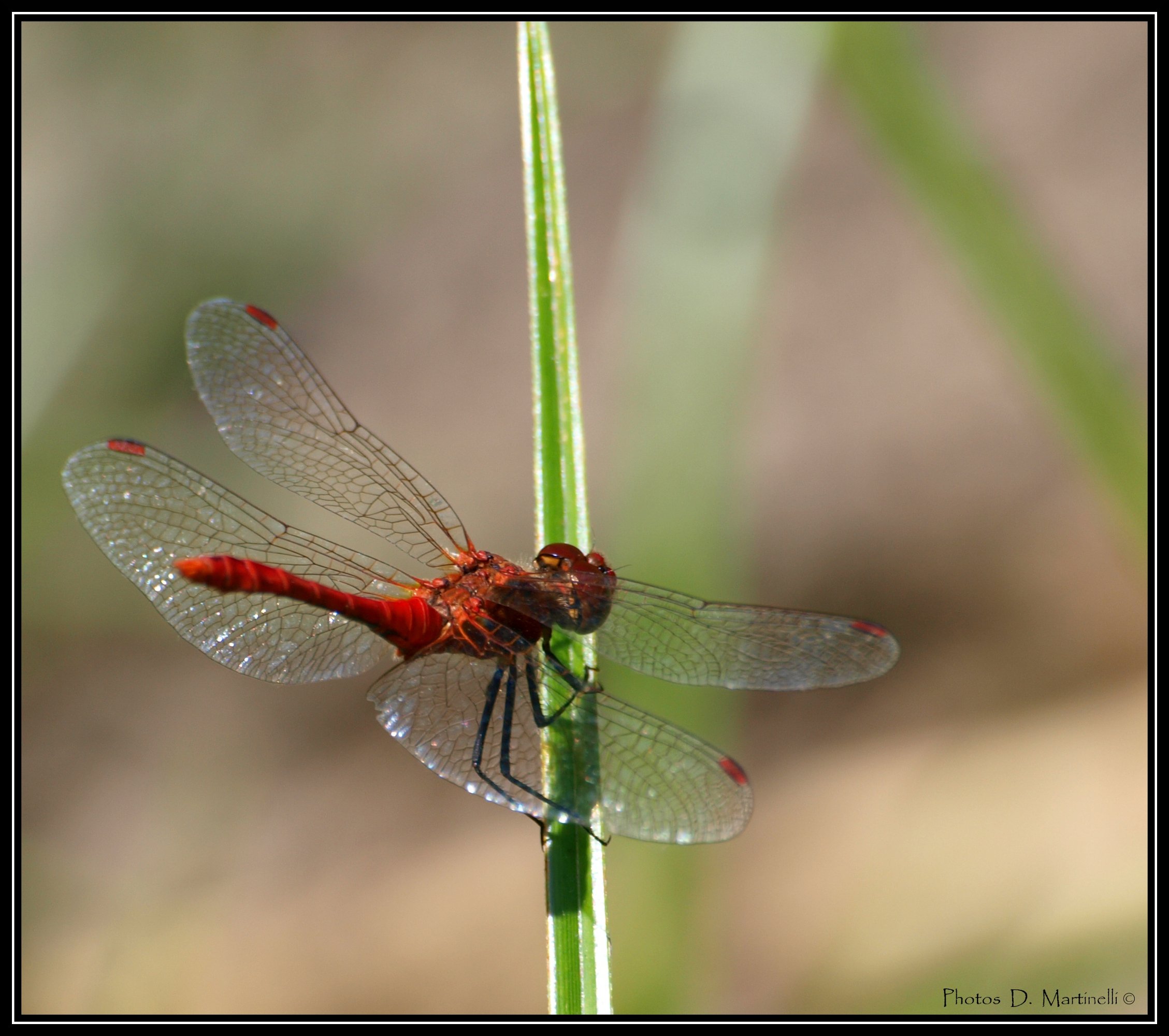 Wallpapers Animals Insects - Dragonflies Libellule rouge II