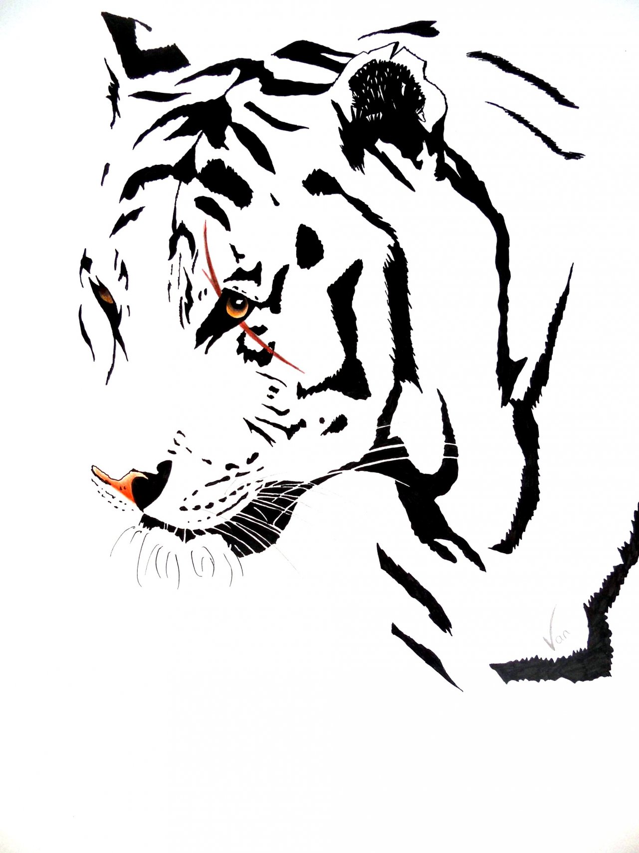 Fonds d'cran Art - Crayon Animaux - Tigres white tiger