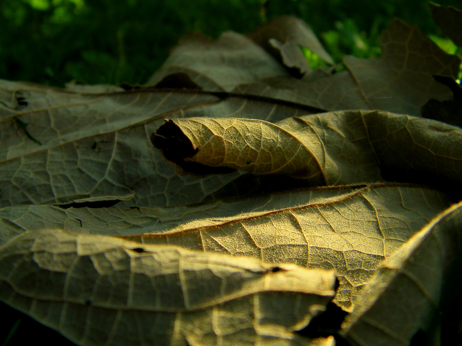 Wallpapers Nature Leaves - Foliage feuille morte...