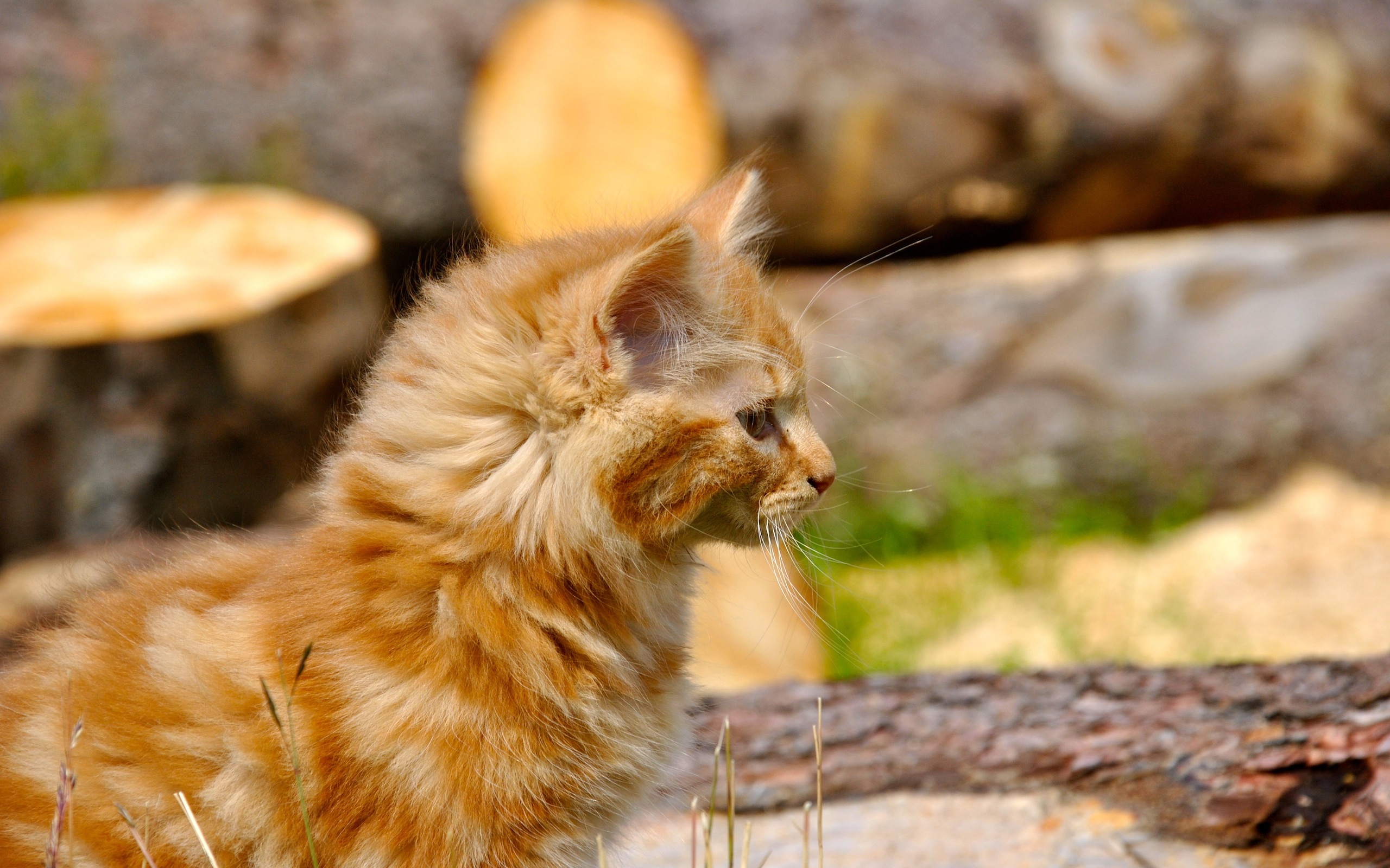 Fonds d'cran Animaux Chats - Chatons le roi lion