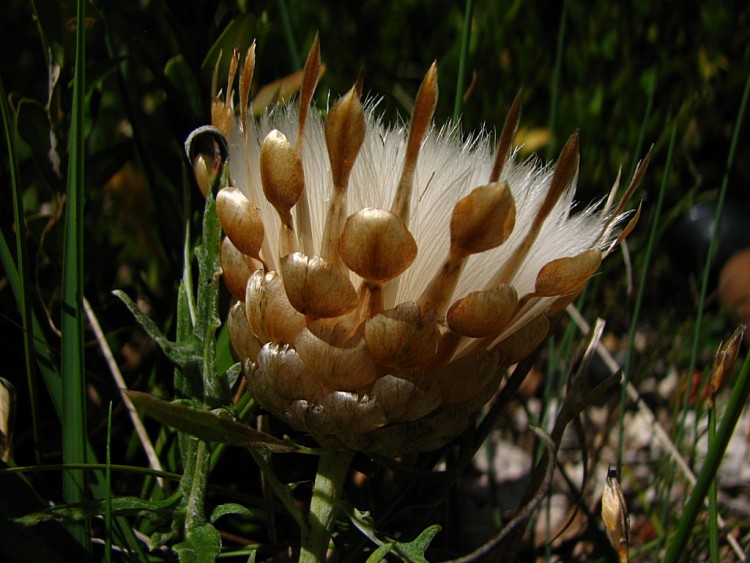 Fonds d'cran Nature Fleurs euze conifre