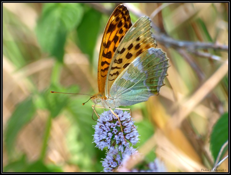 Fonds d'cran Animaux Insectes - Papillons Papillon