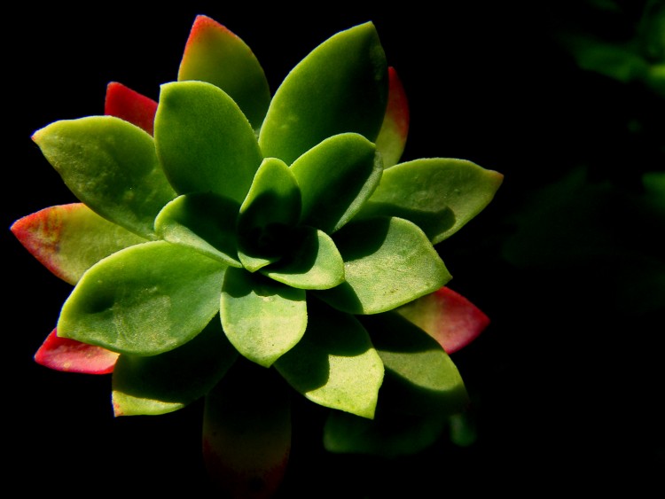 Wallpapers Nature Succulents contraste