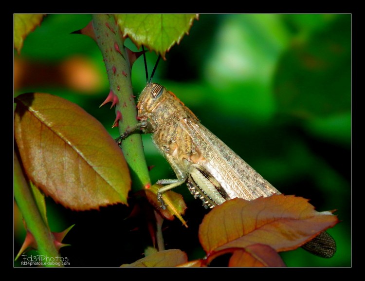 Fonds d'cran Animaux Insectes - Sauterelles et Criquets Wallpaper N284700