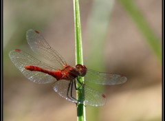 Fonds d'cran Animaux Libellule rouge II