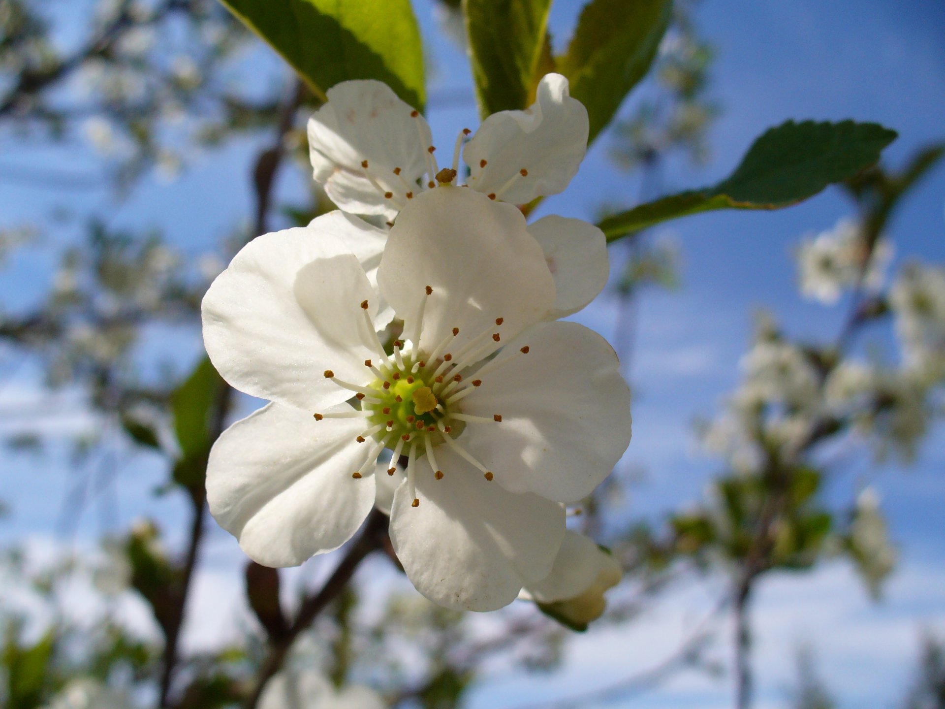 Fonds d'cran Nature Fleurs 