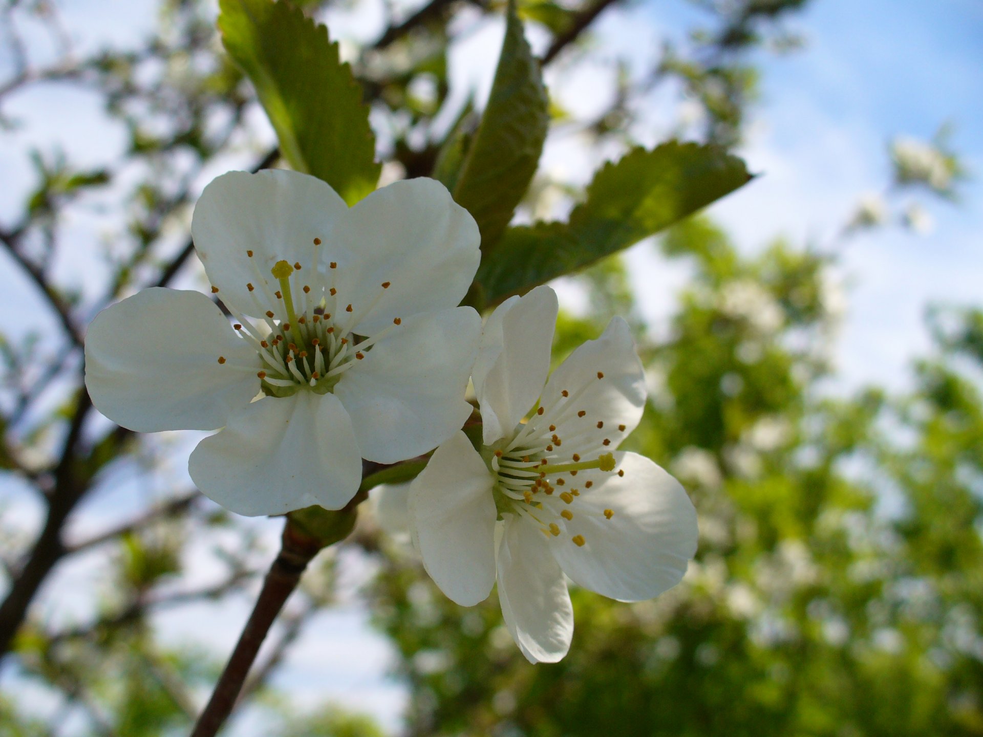 Fonds d'cran Nature Fleurs 