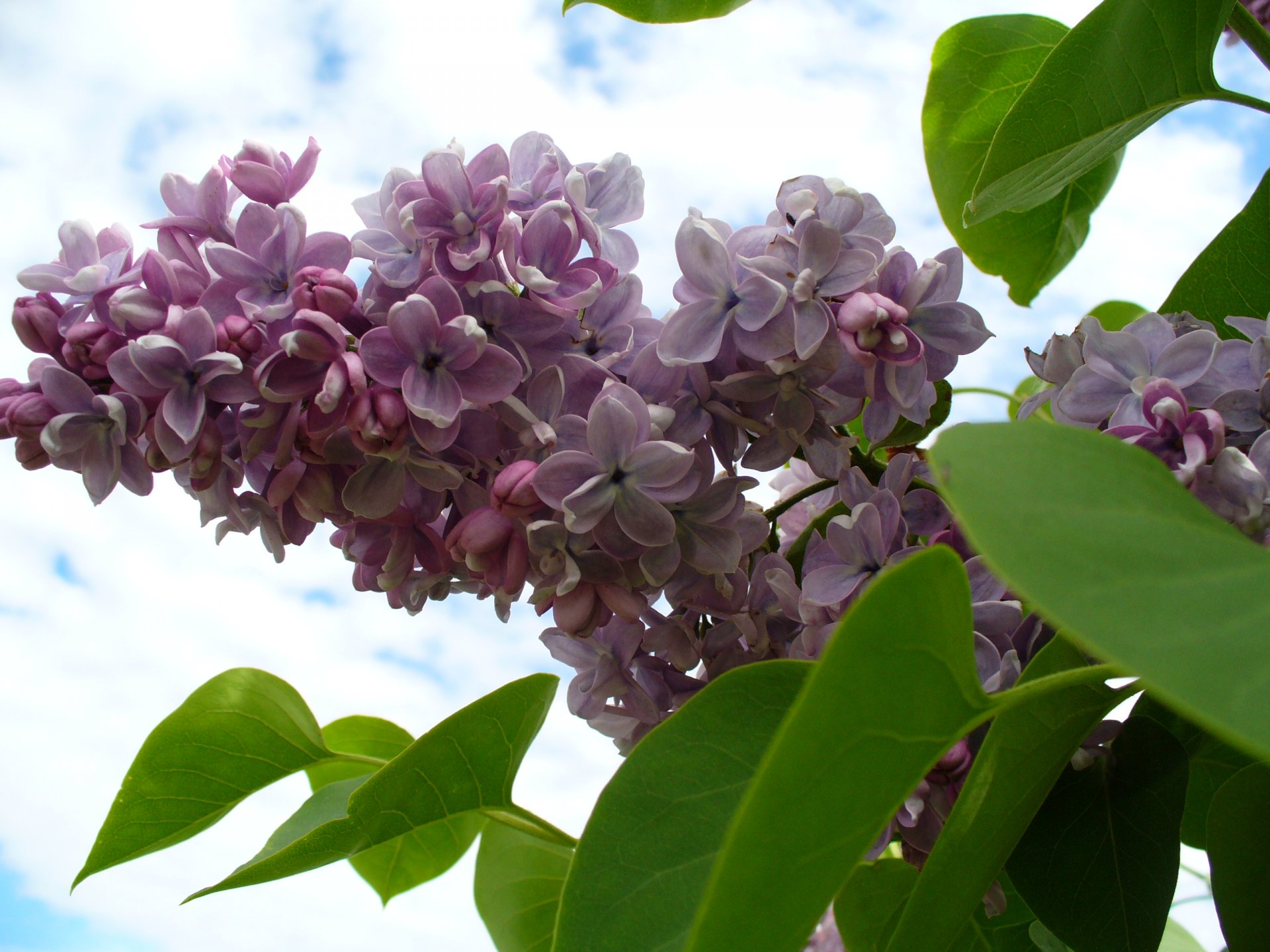 Fonds d'cran Nature Fleurs 