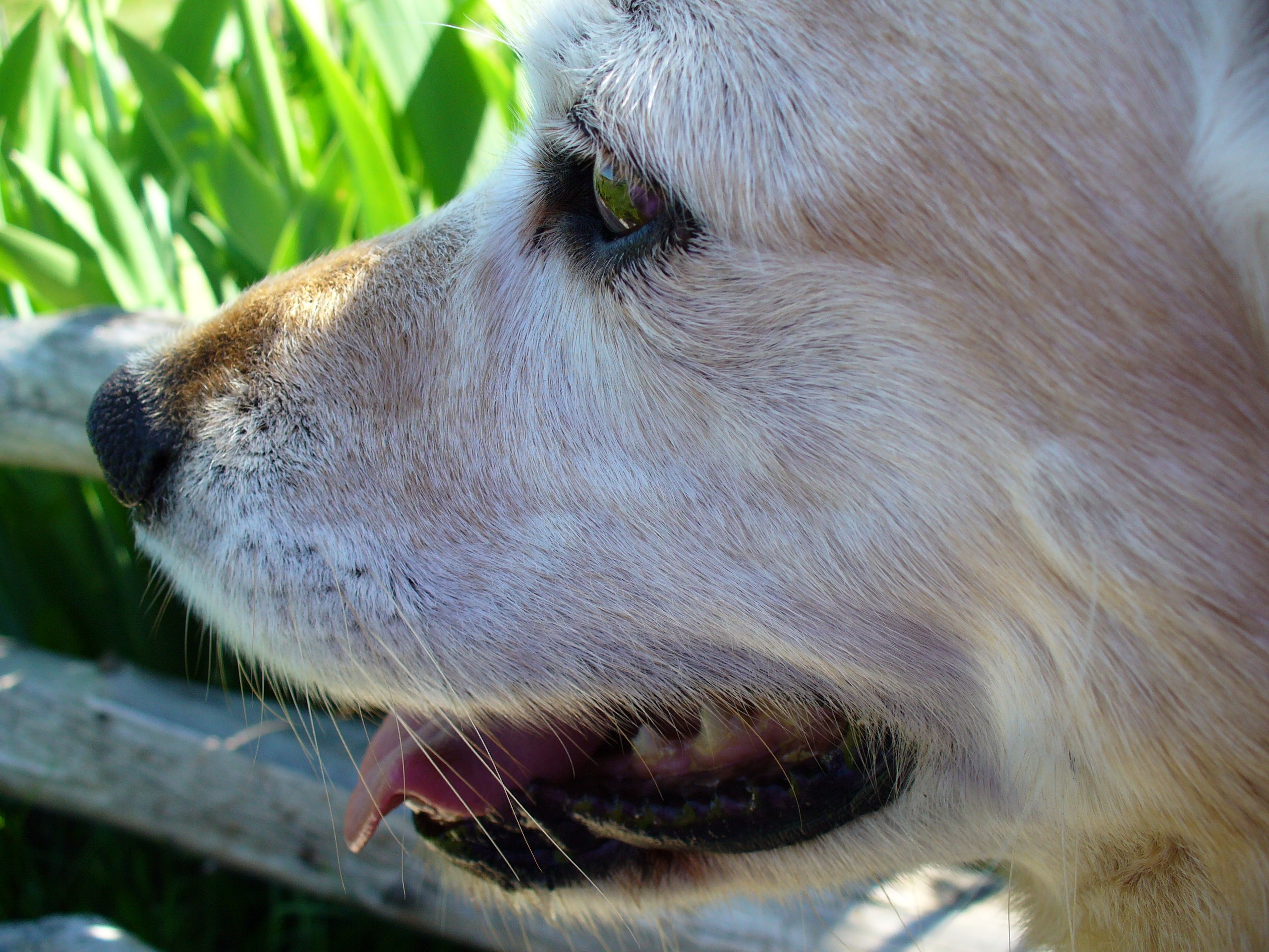 Fonds d'cran Animaux Chiens 