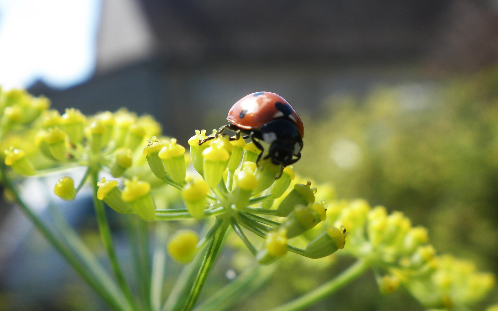 Fonds d'cran Animaux Insectes - Coccinelles Le repas