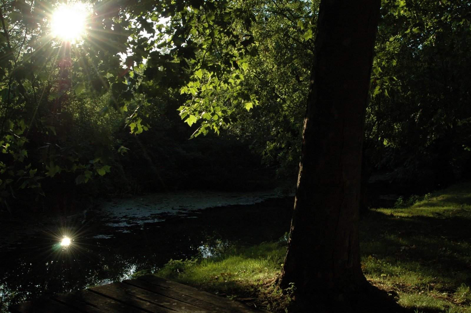 Fonds d'cran Nature Arbres - Forts 