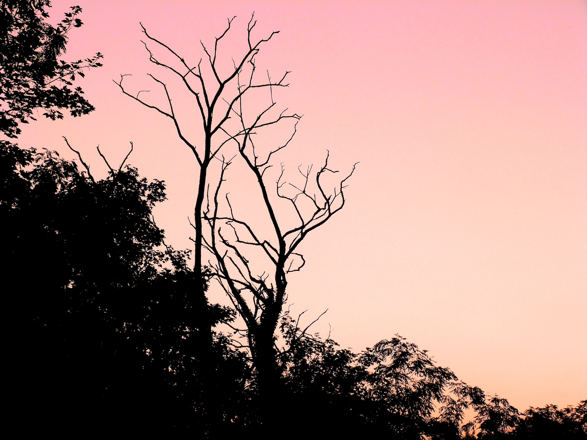 Fonds d'cran Nature Arbres - Forts 