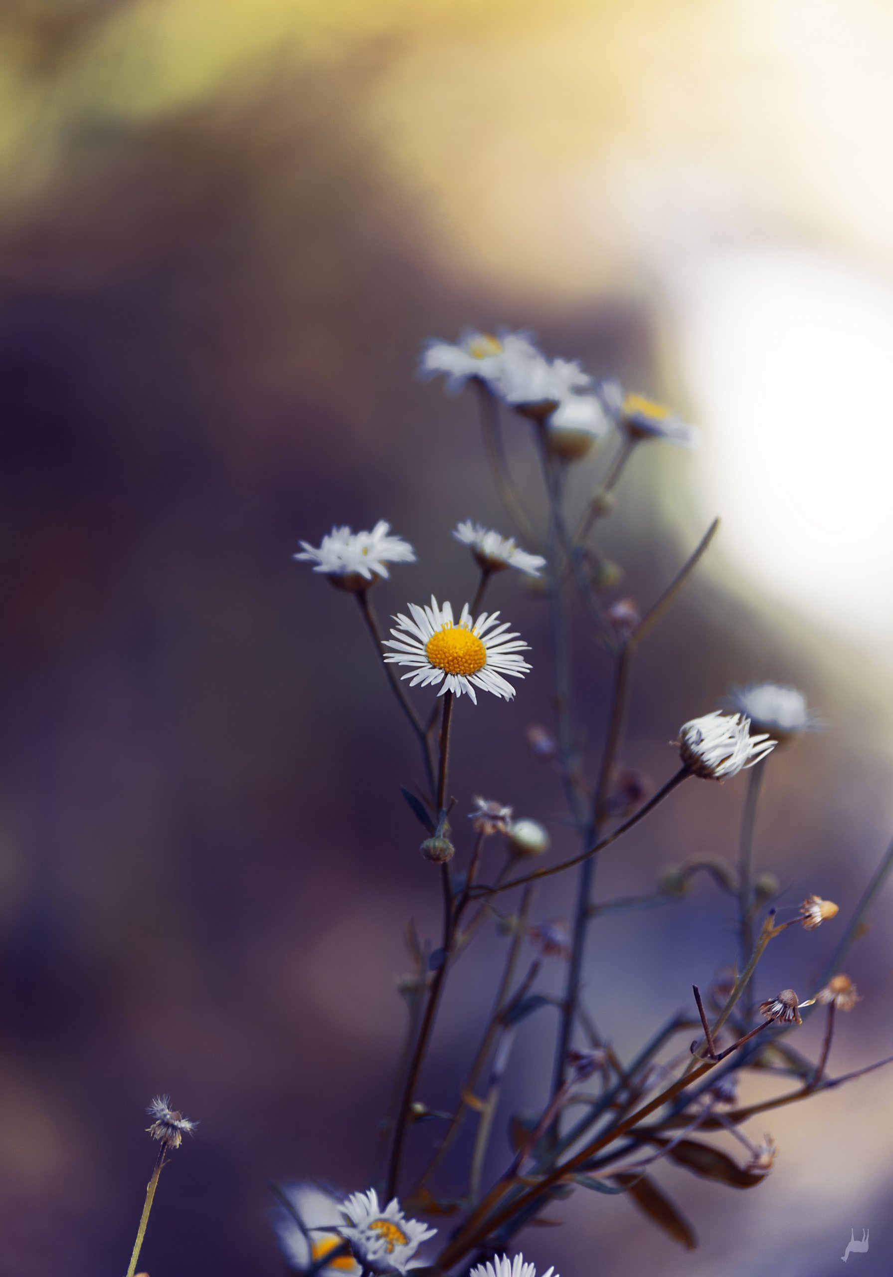 Fonds d'cran Nature Fleurs Give me some light