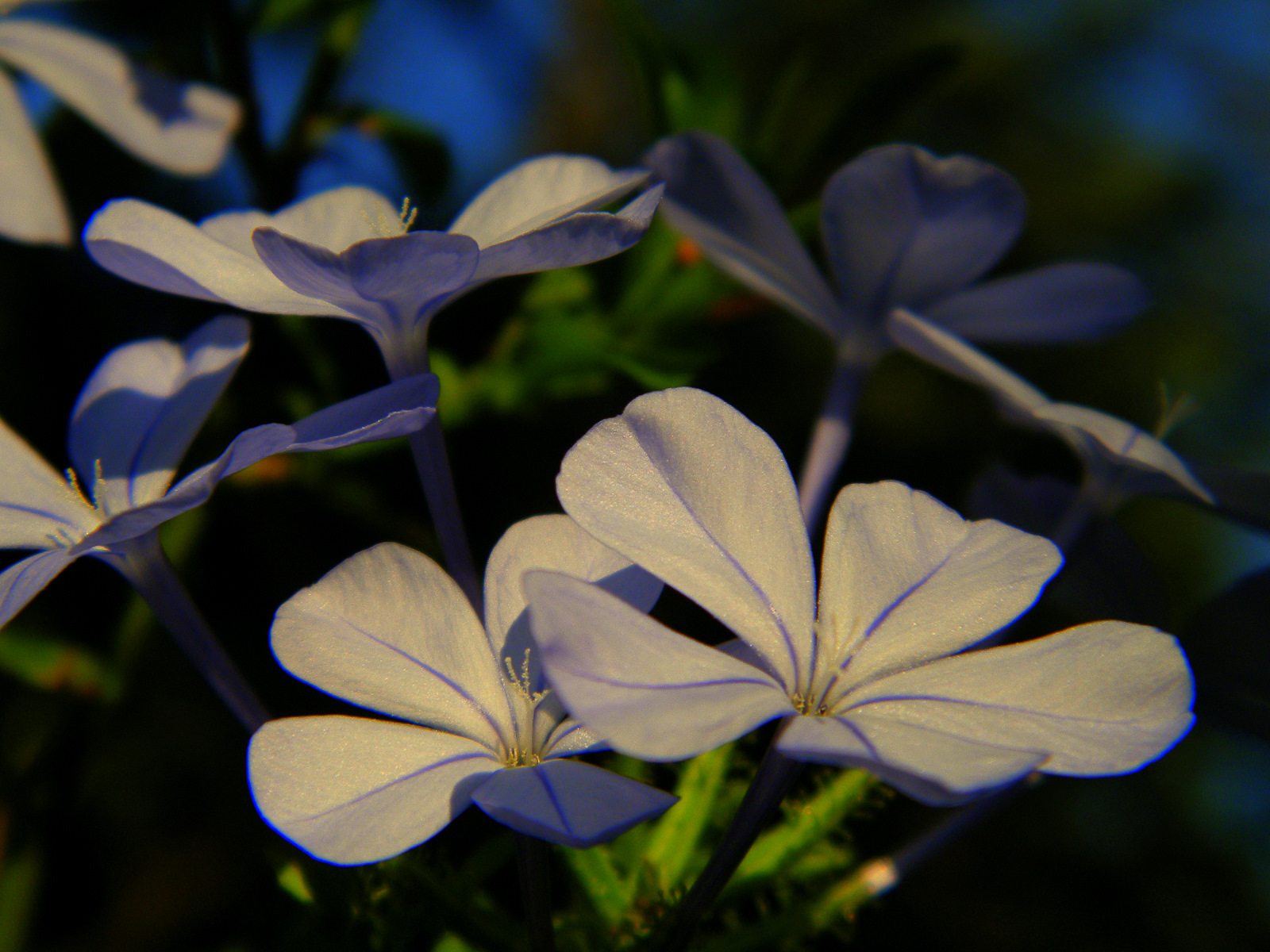 Wallpapers Nature Flowers flower