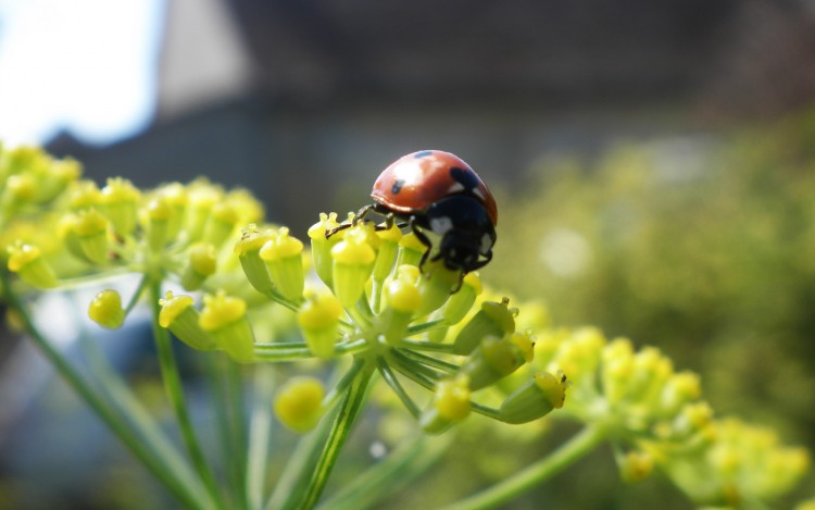 Fonds d'cran Animaux Insectes - Coccinelles Le repas