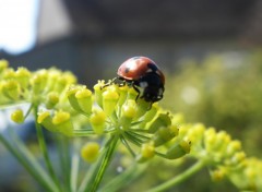 Fonds d'cran Animaux Le repas