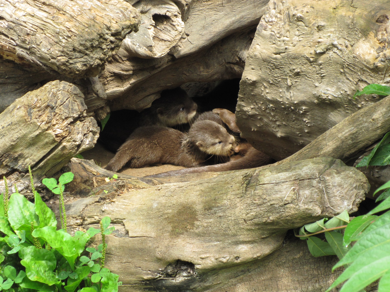 Fonds d'cran Animaux Loutres Loutrons