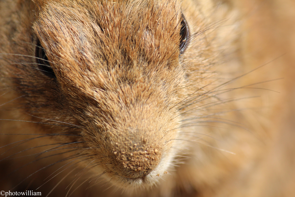 Wallpapers Animals Rodents - Misc cureuil