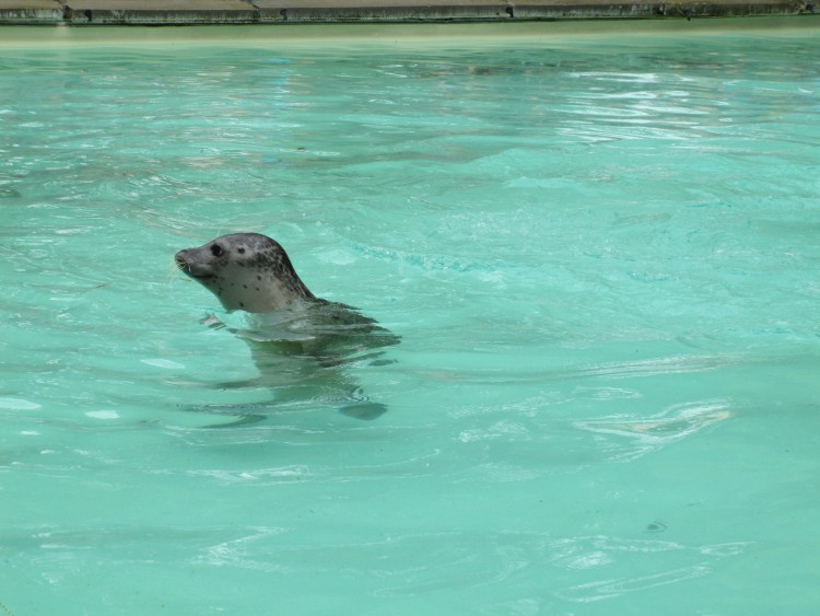 Fonds d'cran Animaux Vie marine - Otaries Otarie