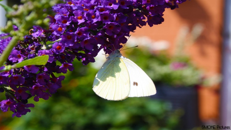 Wallpapers Animals Insects - Butterflies Un vent d'air frais.