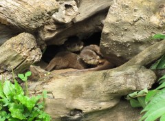 Fonds d'cran Animaux Loutrons